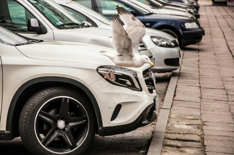 Bird Droppings, Tree Sap and Road Tar — How to Protect Your Car's Paint