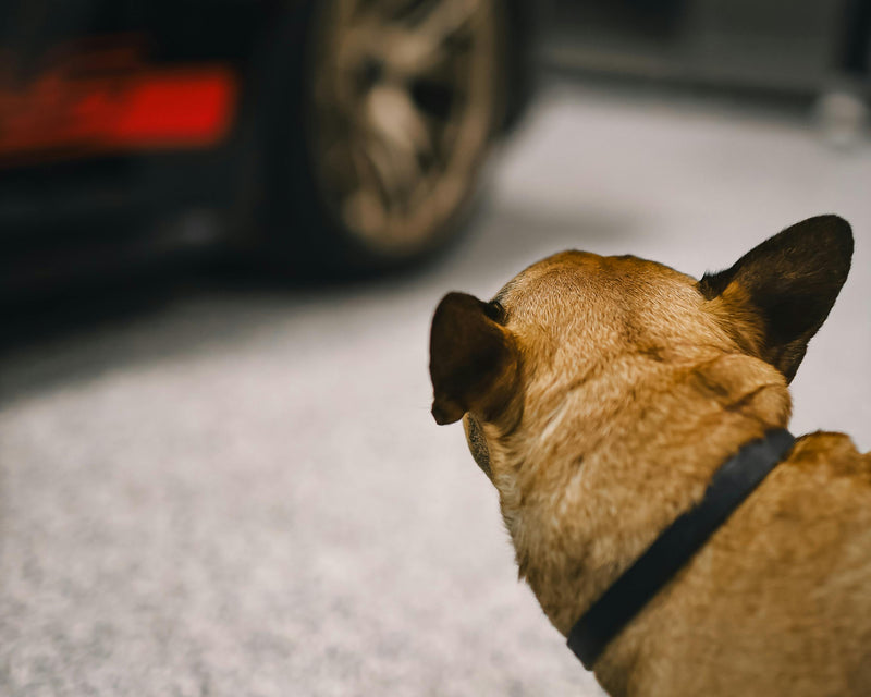 Dog looking at a car with a blurred background at element care melbourne